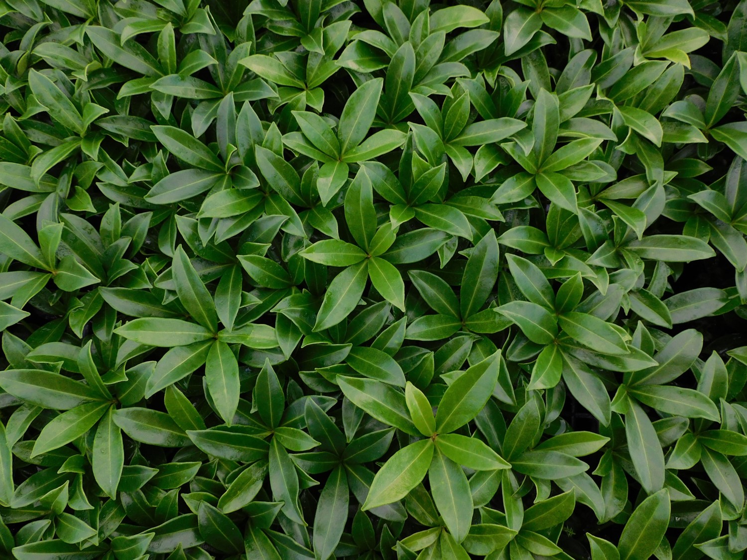 Bovenaanzicht Skimmia Godries Dwarf 3