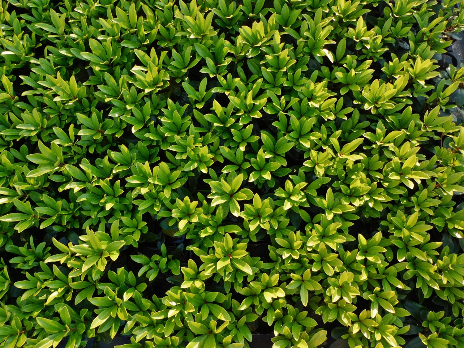 Bovenaanzicht Skimmia Rubella 2