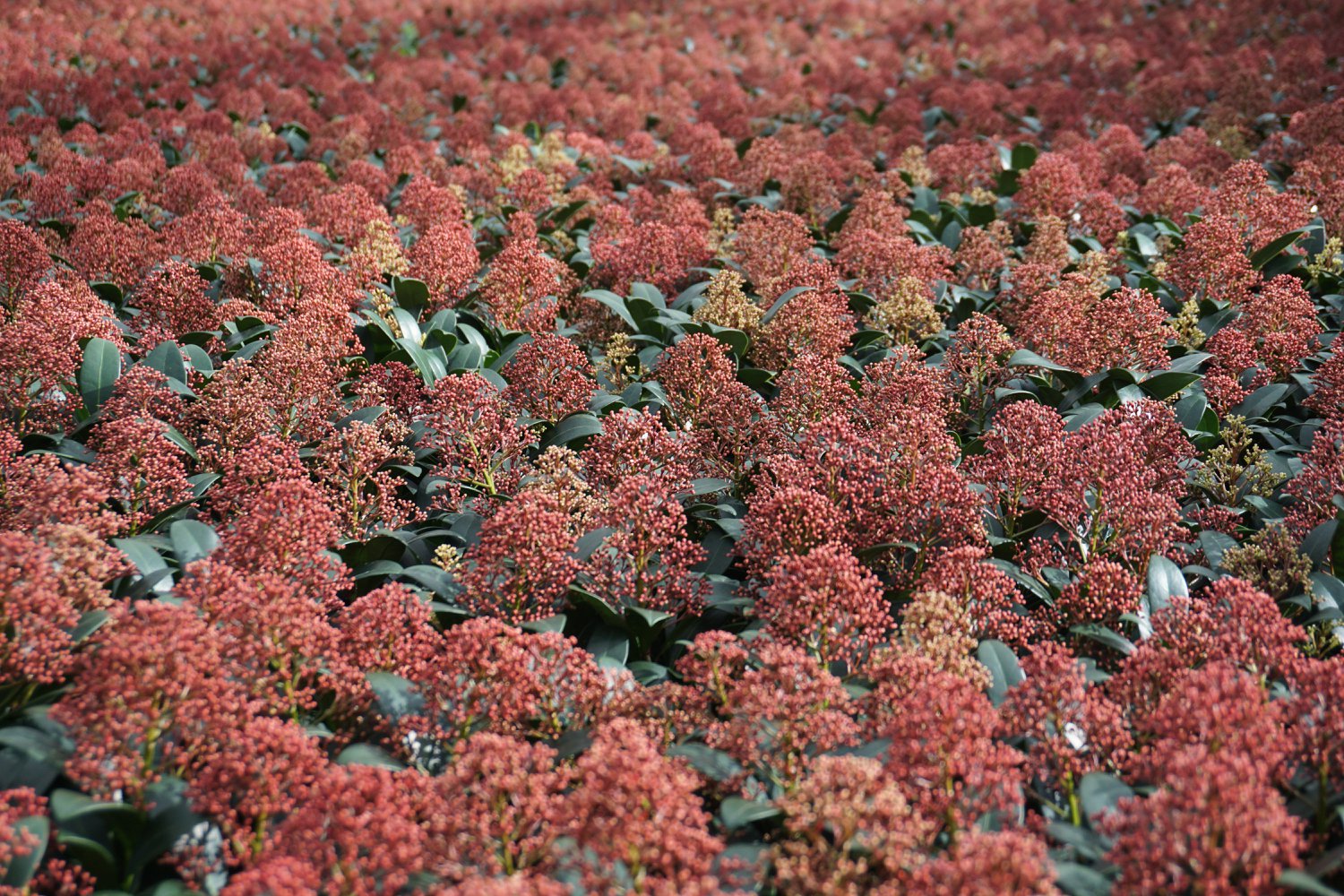 Skimmia Rubella Rode velden