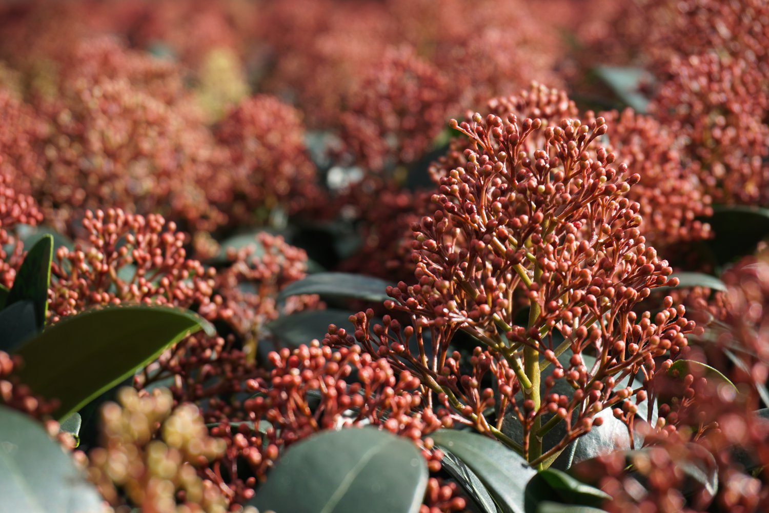 Skimmia Rubella Rood Close