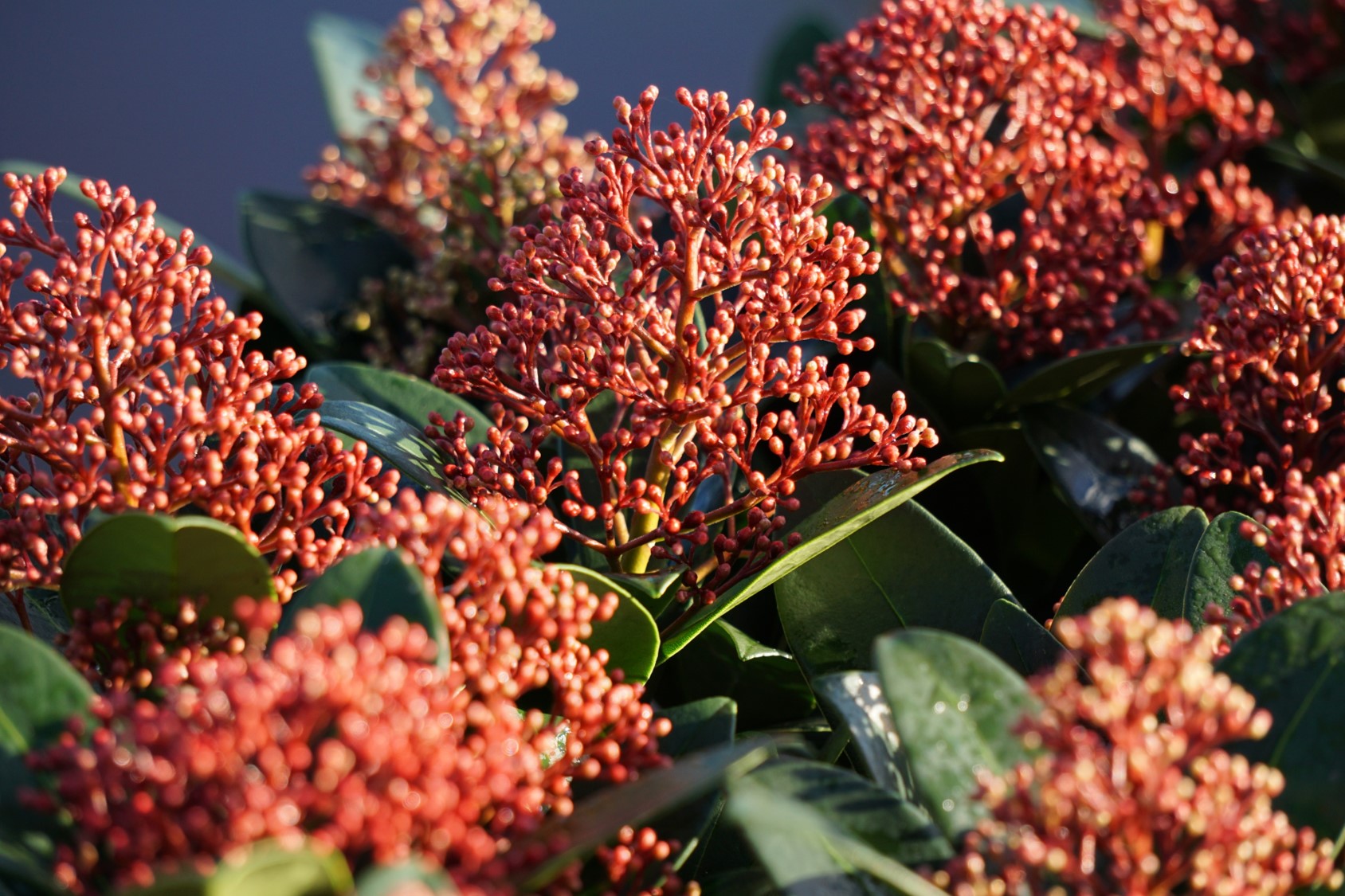 Skimmia Rubella Rood Close 3